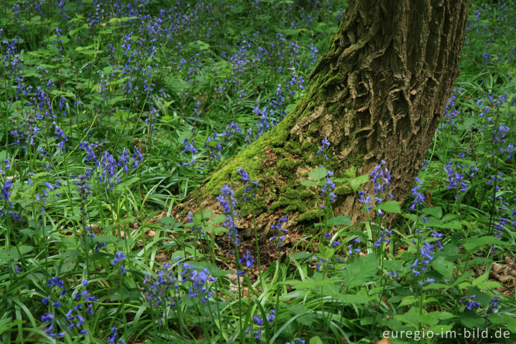 Detailansicht von Das Hasenglöckchen - im "Wald der blauen Blumen" bei Doveren