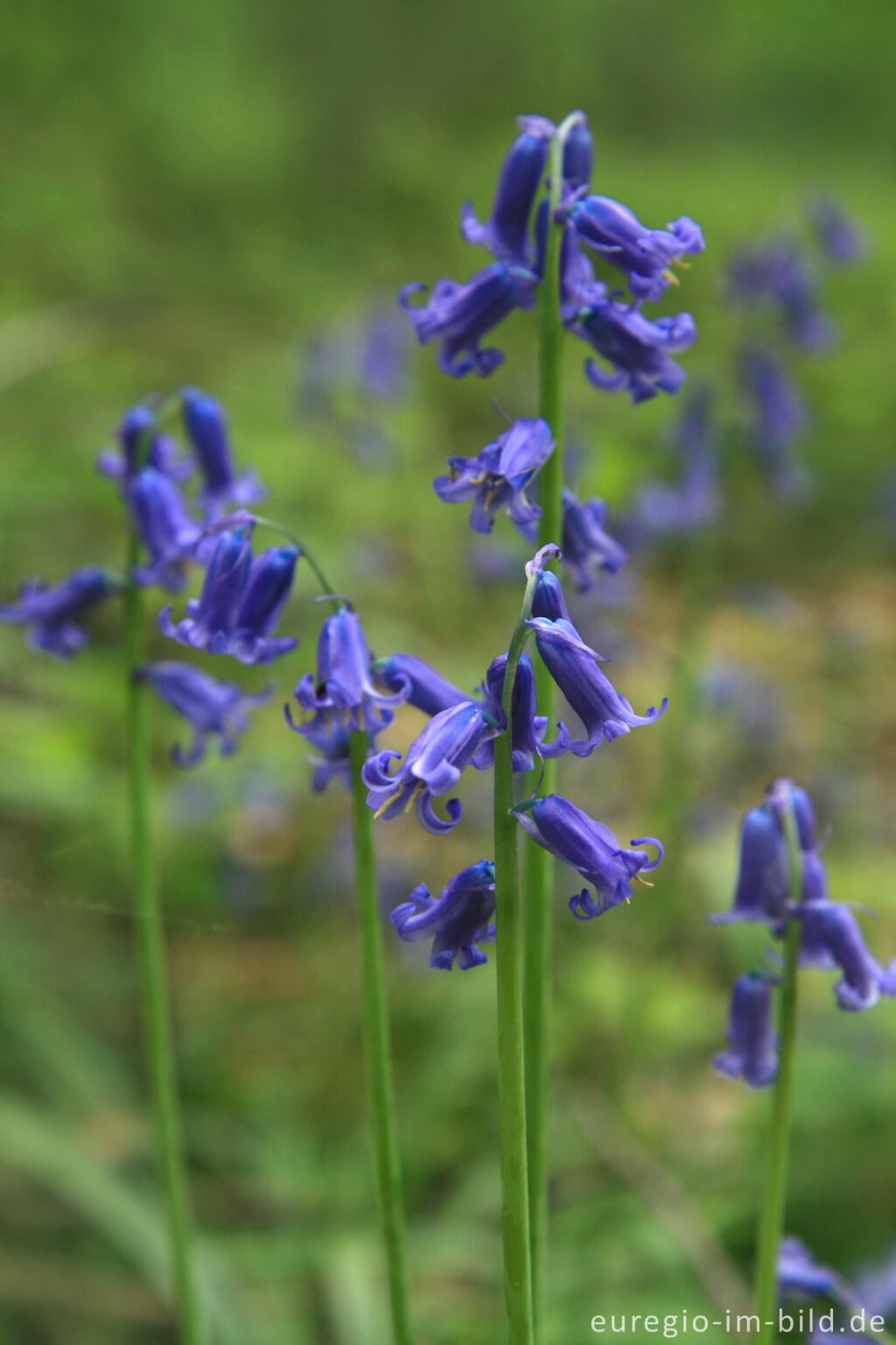 Detailansicht von Das Hasenglöckchen - im "Wald der blauen Blumen" bei Doveren