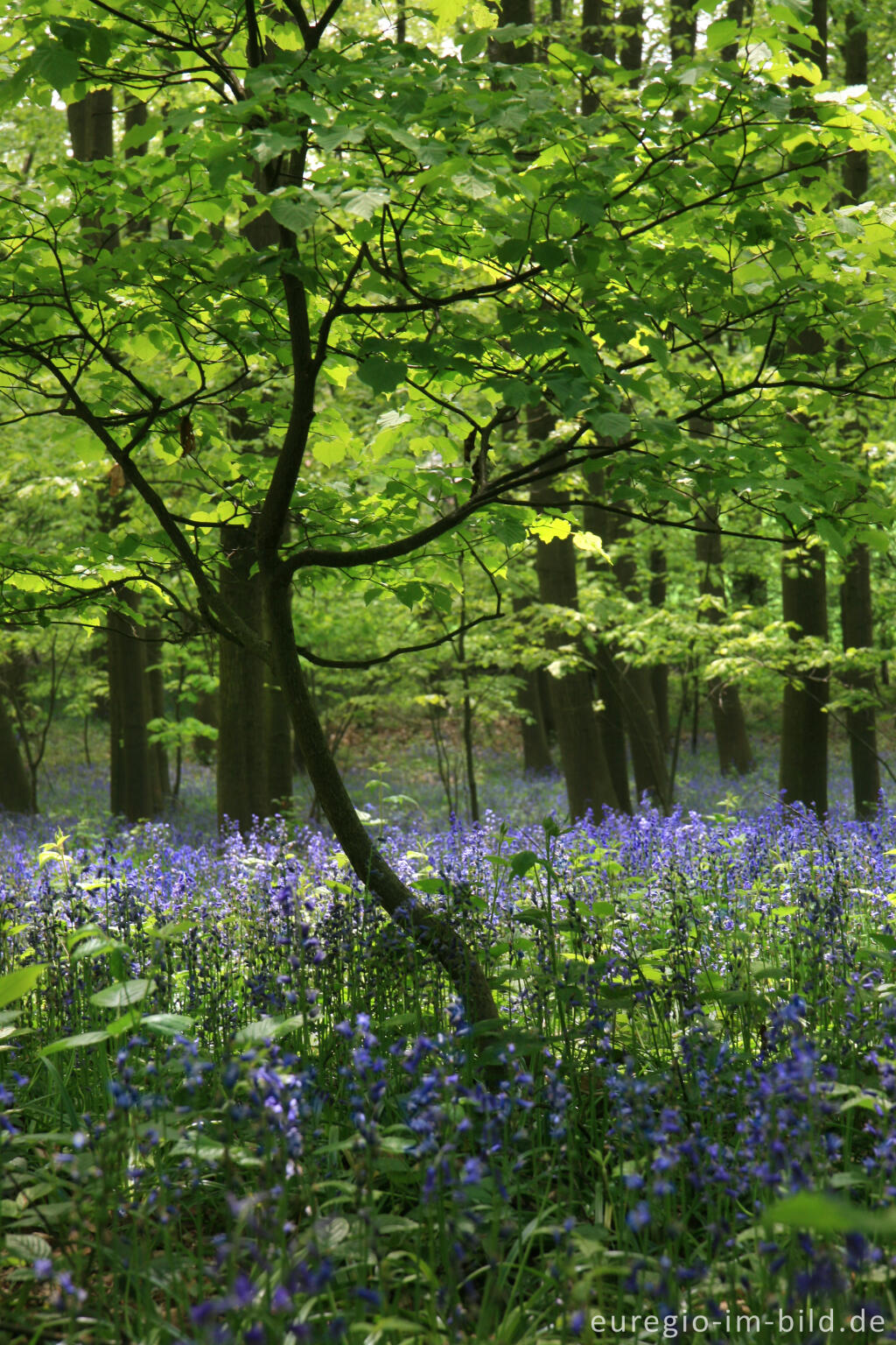 Detailansicht von Das Hasenglöckchen - im "Wald der blauen Blumen" bei Doveren