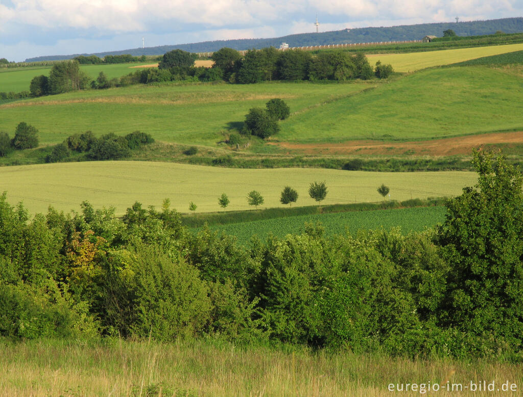 Detailansicht von Das Hügelland ( Heuvelland ) bei Eys