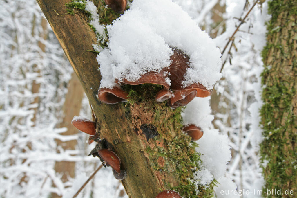 Detailansicht von Das Judasohr, ein Winterpilz