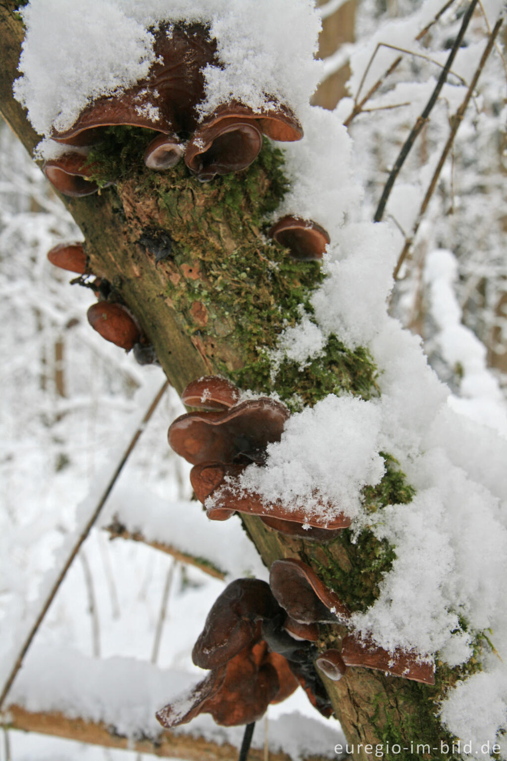 Detailansicht von Das Judasohr, ein Winterpilz