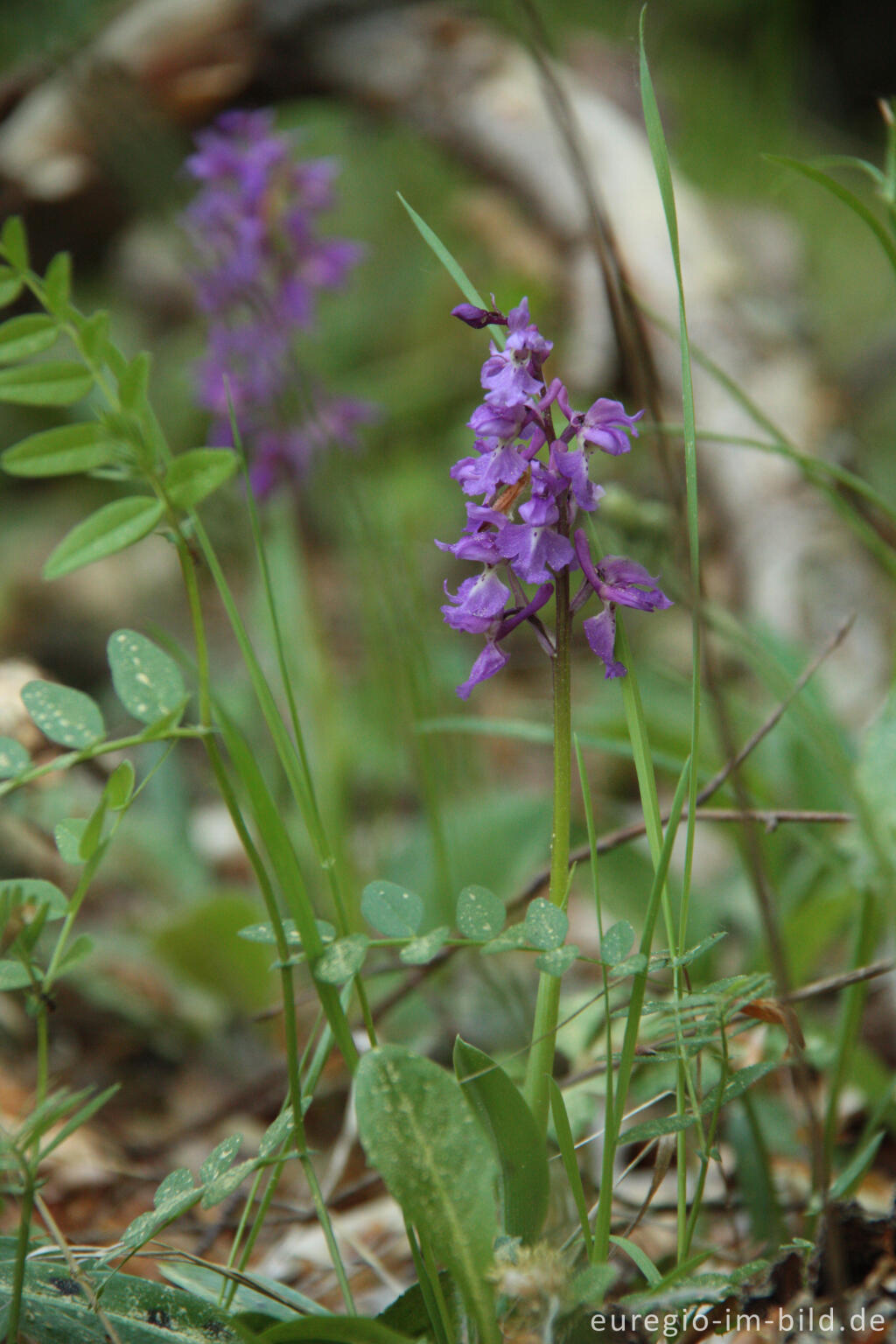 Detailansicht von Das Männliche Knabenkraut oder Manns-Knabenkraut, Orchis mascula