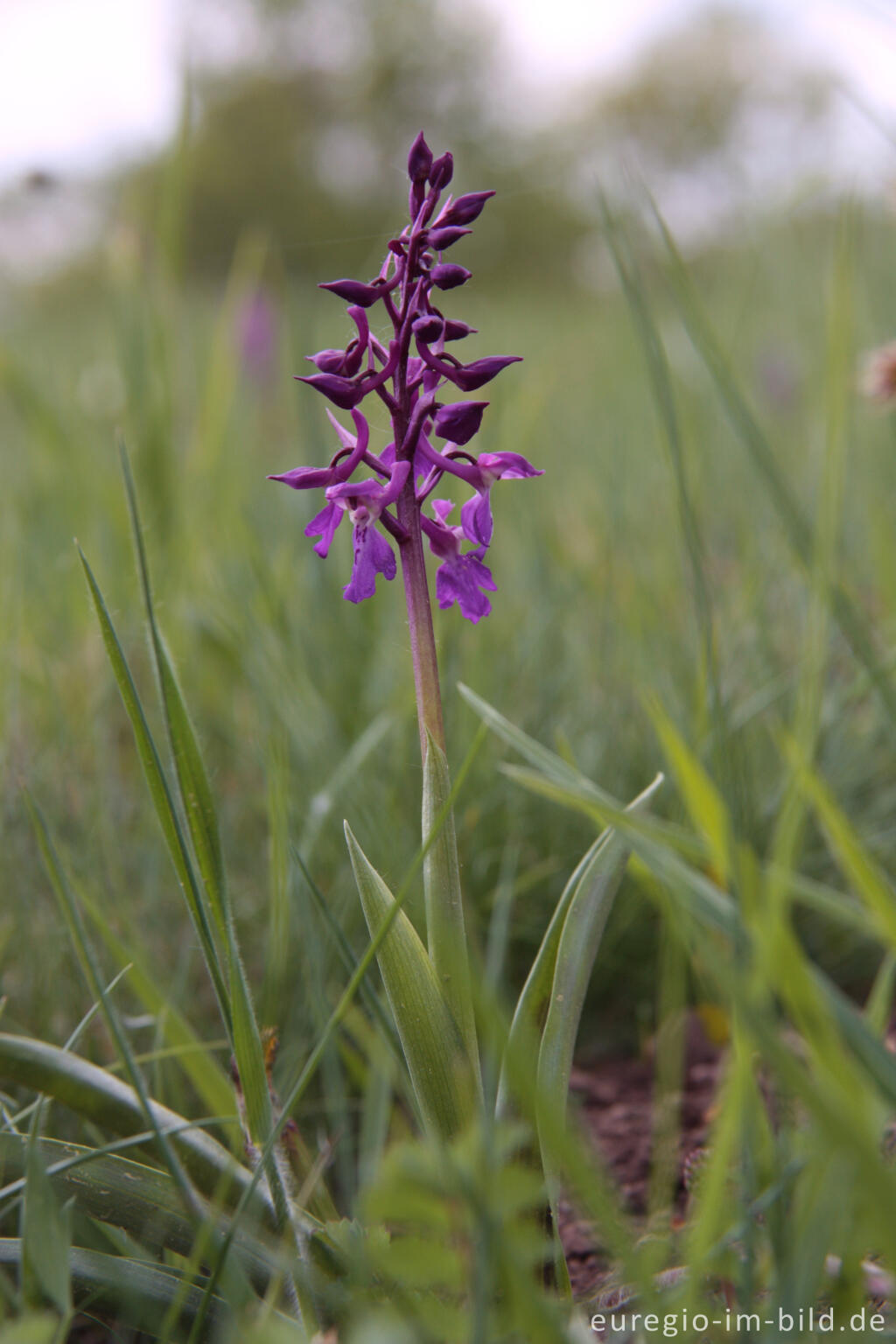 Detailansicht von Das Männliche Knabenkraut oder Manns-Knabenkraut, Orchis mascula