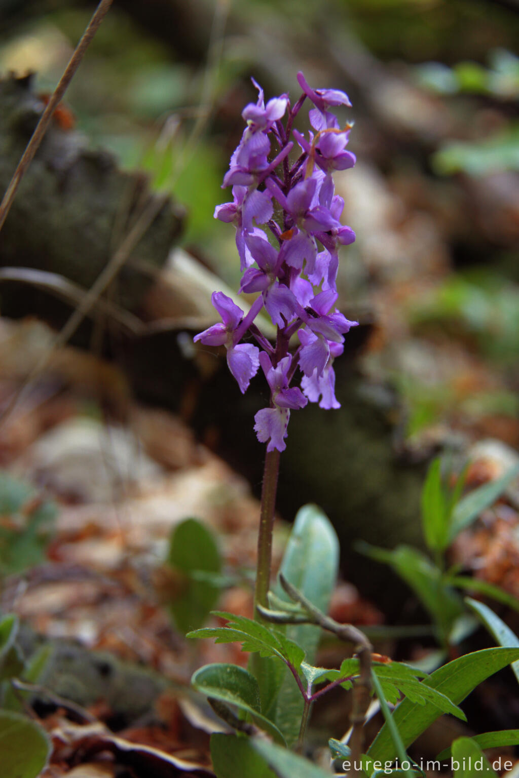 Detailansicht von Das Männliche Knabenkraut oder Manns-Knabenkraut, Orchis mascula