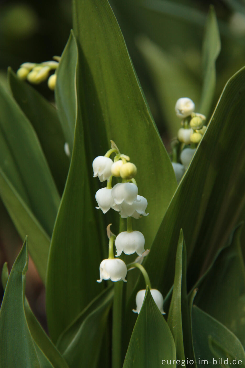 Detailansicht von Das Maiglöckchen, Convallaria majalis