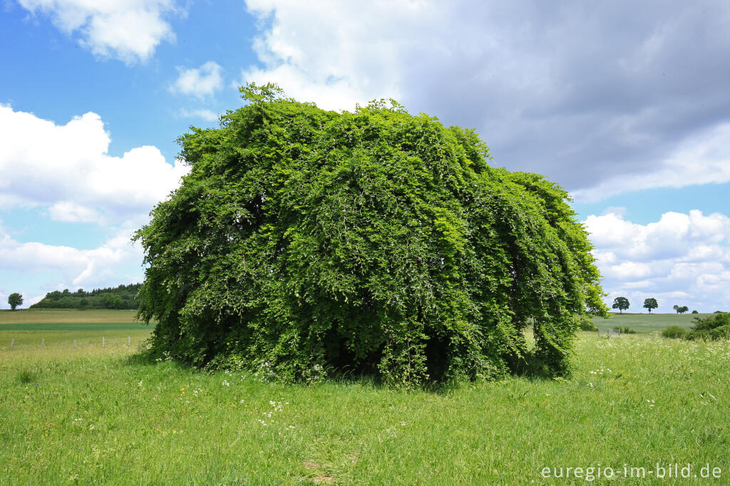 Detailansicht von Das Naturdenkmal Süntelbuche