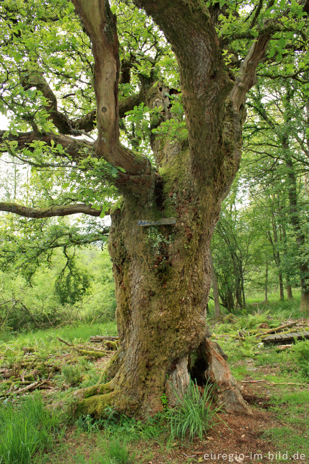 Das Naturmonument Chêne Frédericq / Frédericq-Eiche, Hohes Venn bei Xhoffraix