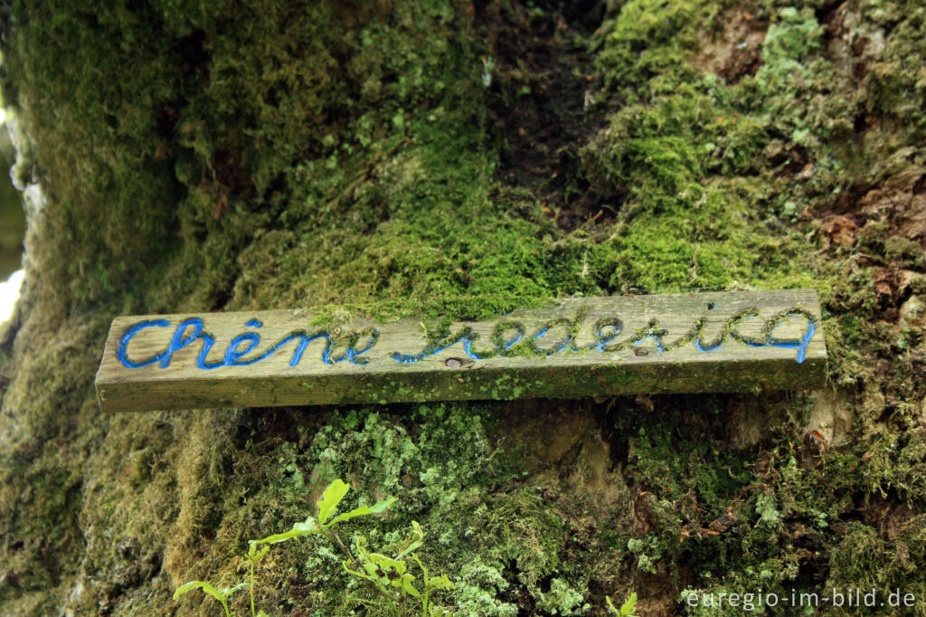 Das Naturmonument Chêne Frédericq / Frédéricq-Eiche, Hohes Venn bei Xhoffraix