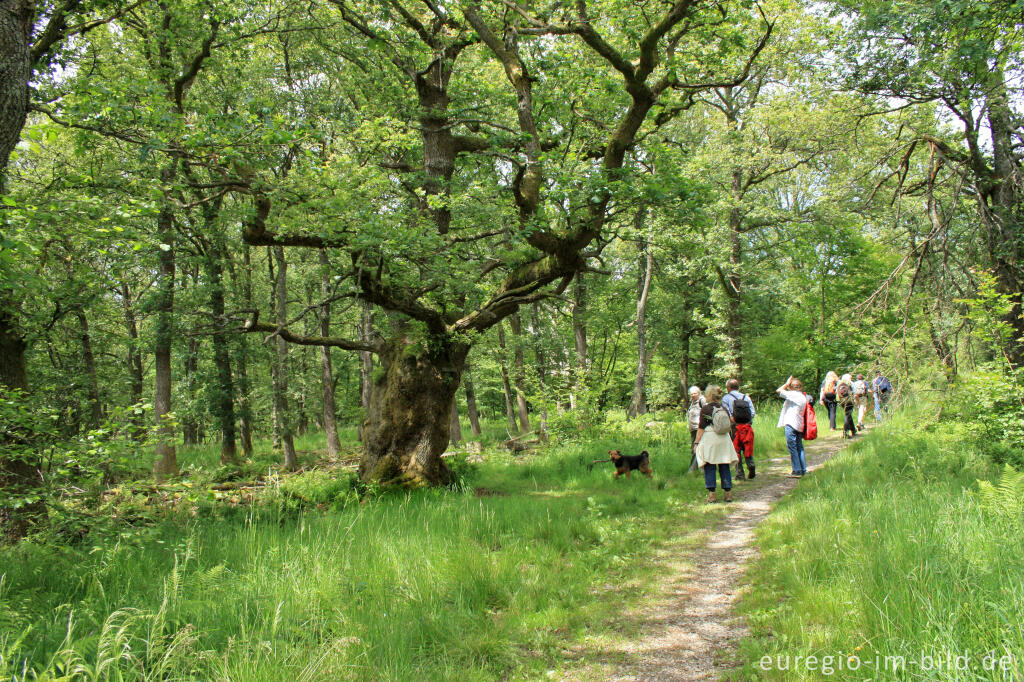 Das Naturmonument Chêne Frédericq / Frédericq-Eiche, Hohes Venn bei Xhoffraix