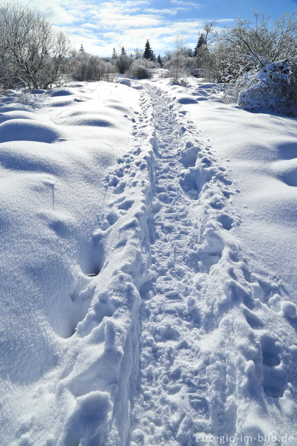 Detailansicht von Das nördliche Brackvenn im Winter