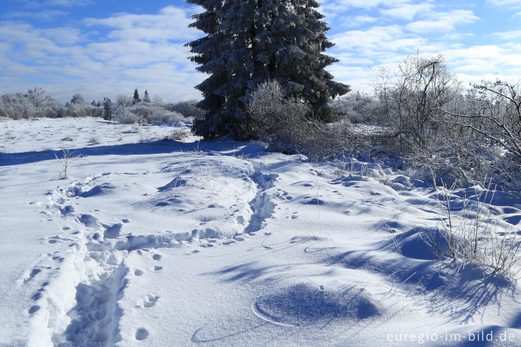 Detailansicht von Das nördliche Brackvenn im Winter