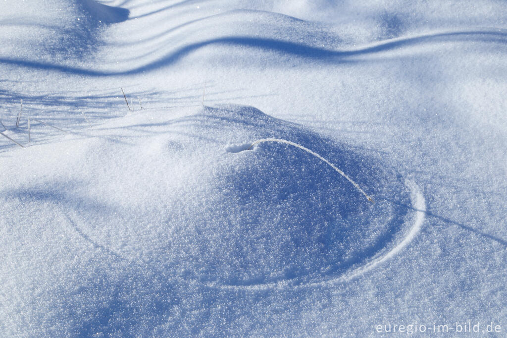 Detailansicht von Das nördliche Brackvenn im Winter