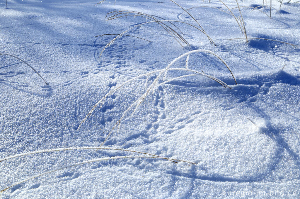 Detailansicht von Das nördliche Brackvenn im Winter