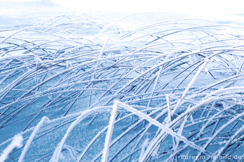 Detailansicht von Das nördliche Brackvenn im Winter