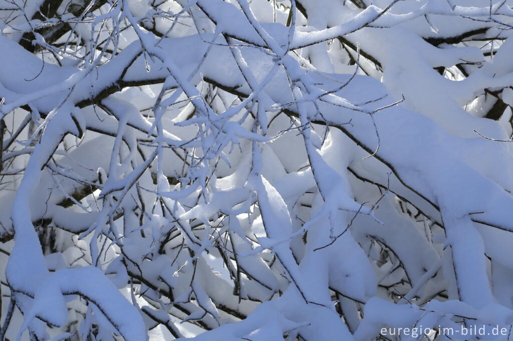 Detailansicht von Das nördliche Brackvenn im Winter