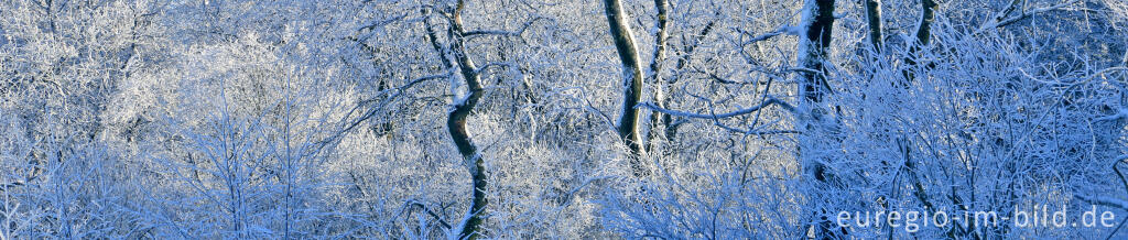 Detailansicht von Das nördliche Brackvenn im Winter