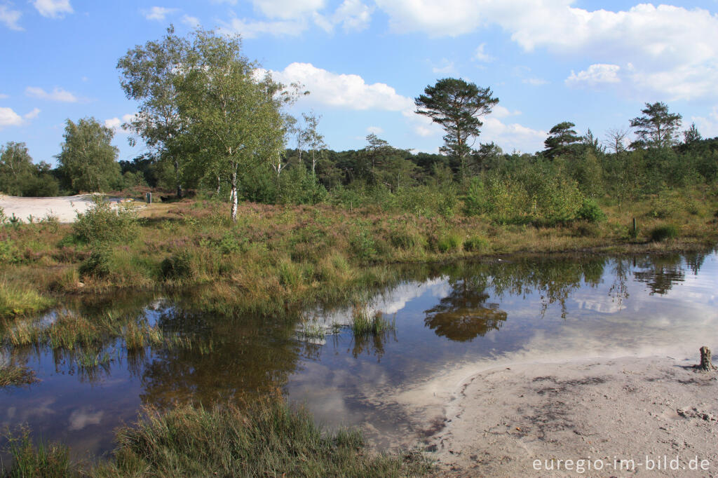 Detailansicht von Das Quellgebiet des Rode Beek in der Brunssummerheide