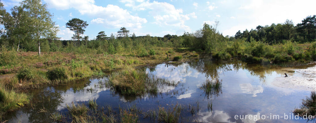 Detailansicht von Das Quellgebiet des Rode Beek in der Brunssummerheide