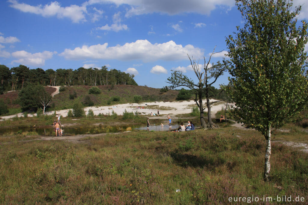 Detailansicht von Das Quellgebiet des Rode Beek in der Brunssummerheide