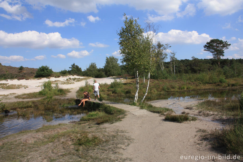 Detailansicht von Das Quellgebiet des Rode Beek in der Brunssummerheide