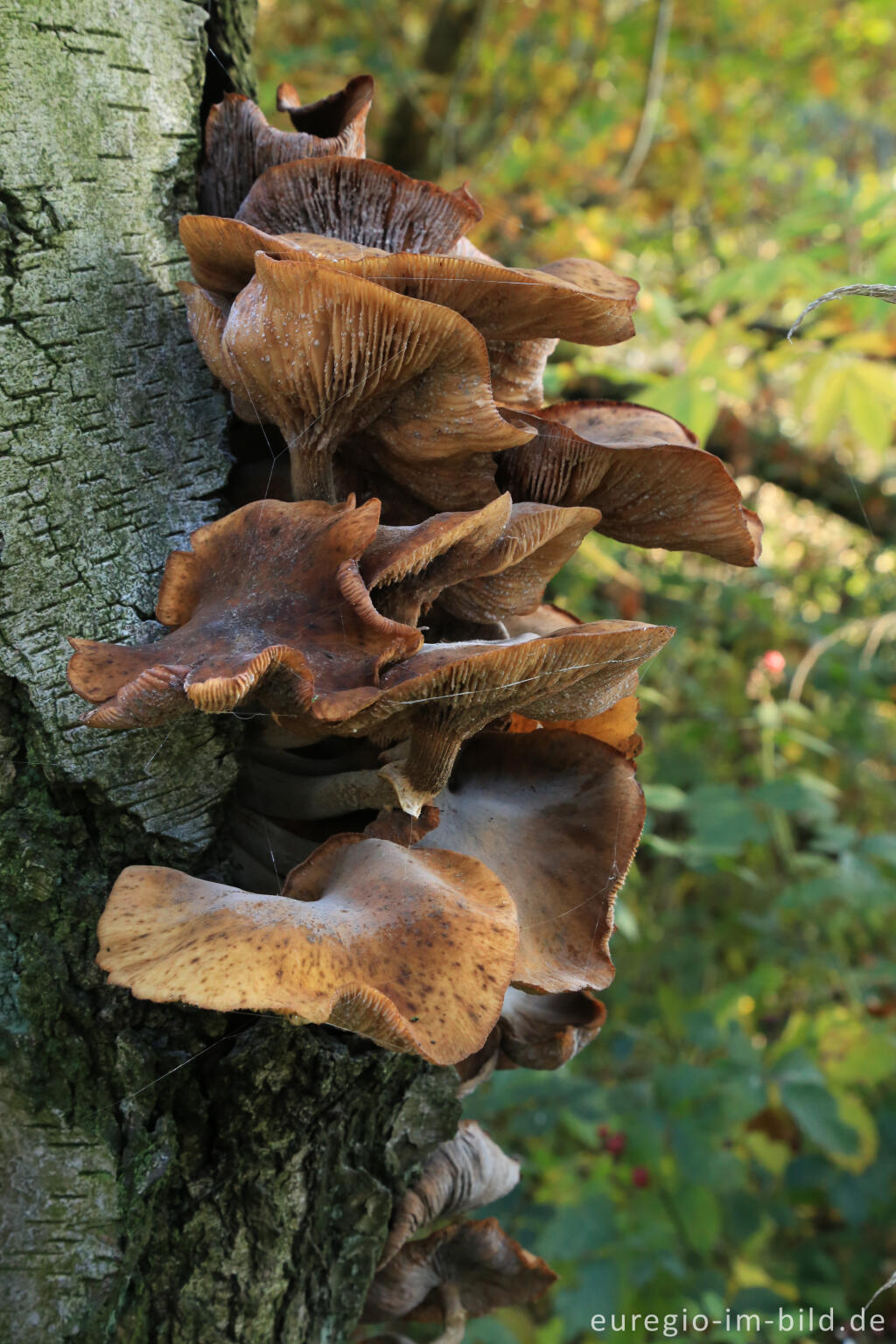 Detailansicht von De Ijzeren Man, Grenzpark Kempen-Broek