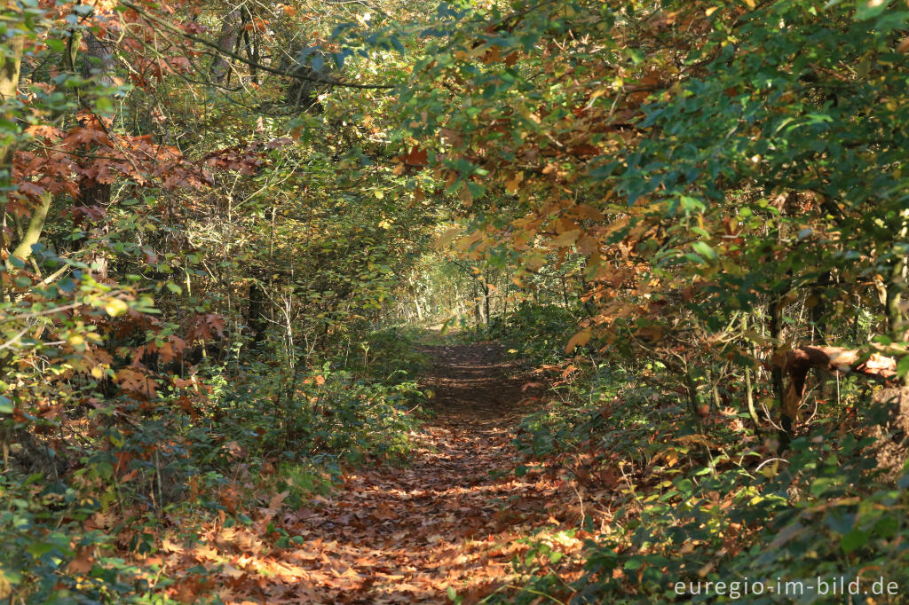 Detailansicht von De Ijzeren Man, Grenzpark Kempen-Broek