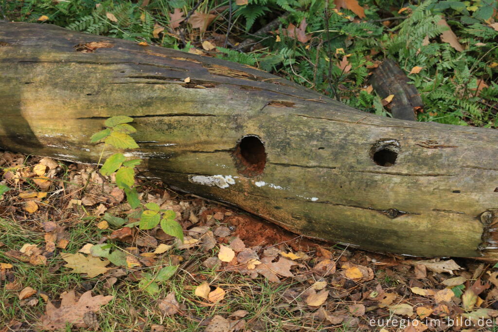 Detailansicht von De Ijzeren Man, Grenzpark Kempen-Broek