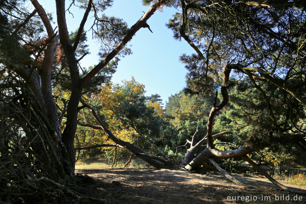 Detailansicht von De Ijzeren Man, Grenzpark Kempen-Broek