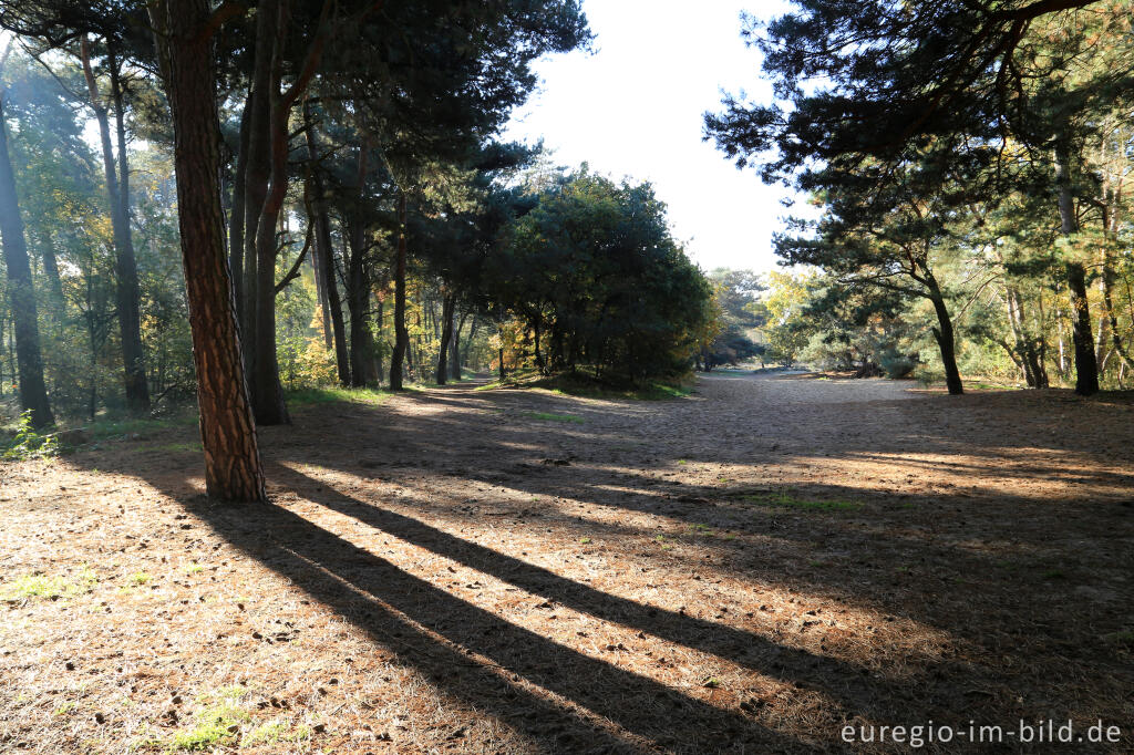 Detailansicht von De Ijzeren Man, Grenzpark Kempen-Broek