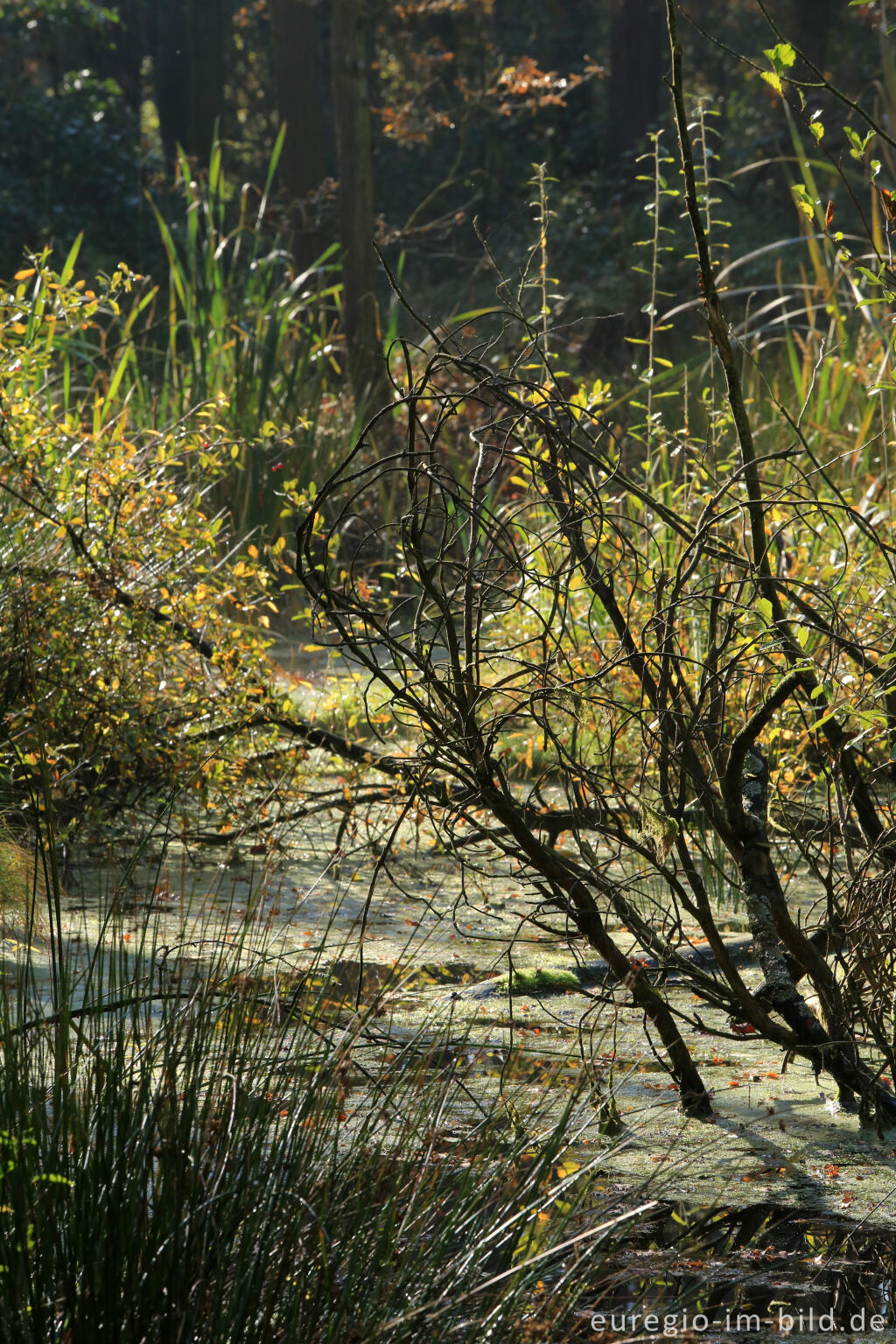 Detailansicht von De Ijzeren Man, Grenzpark Kempen-Broek