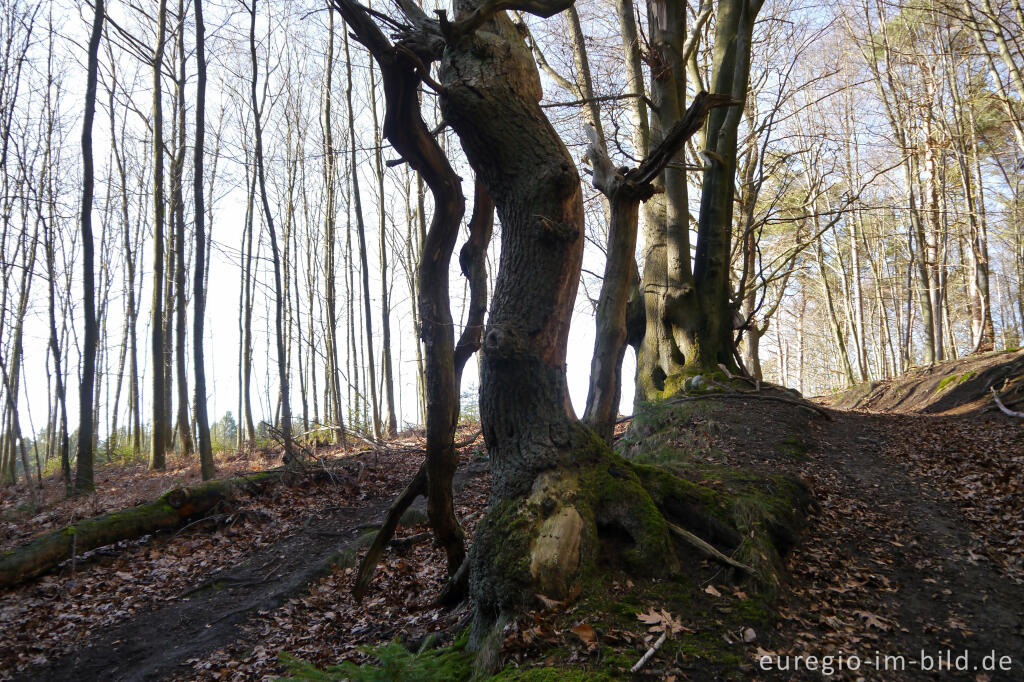 Detailansicht von Der Aachener Landgraben