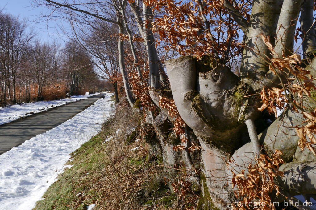 Detailansicht von Der alte Kirchweg zwischen Konzen und Eicherscheid