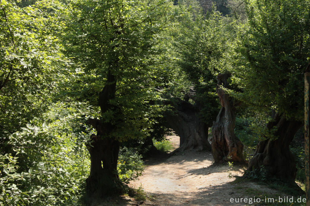 Der "Alte Landgraben"