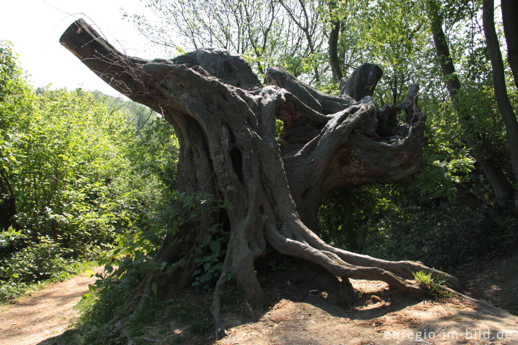 Detailansicht von Der "Alte Landgraben"