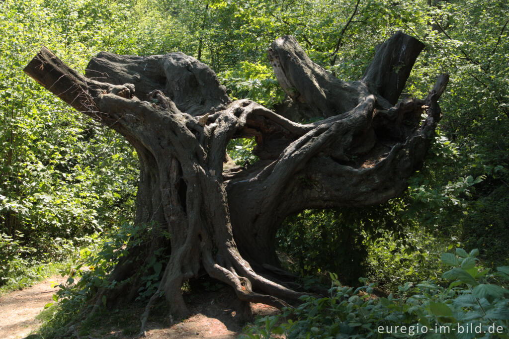 Detailansicht von Der "Alte Landgraben"