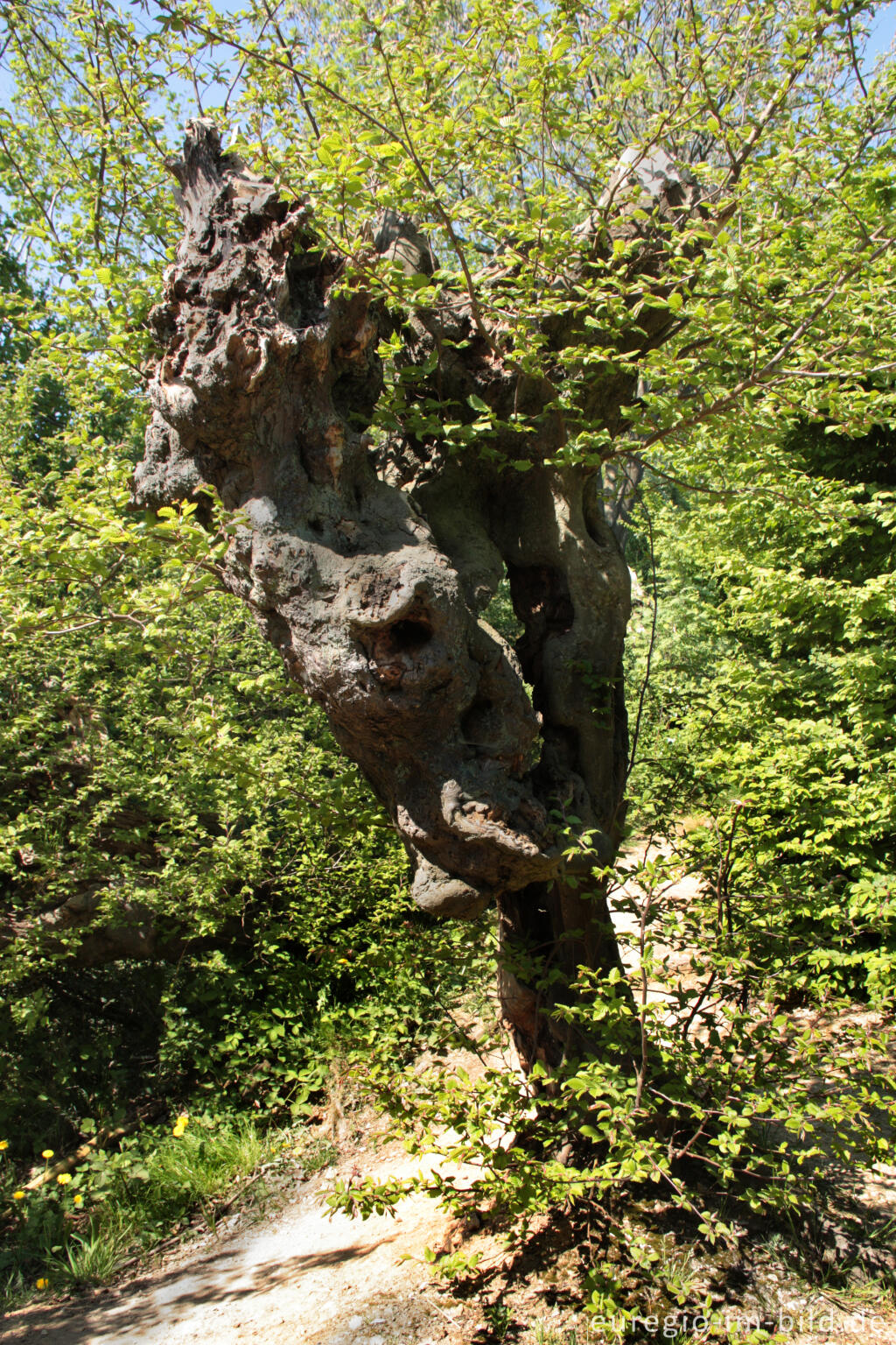 Detailansicht von Der "Alte Landgraben"