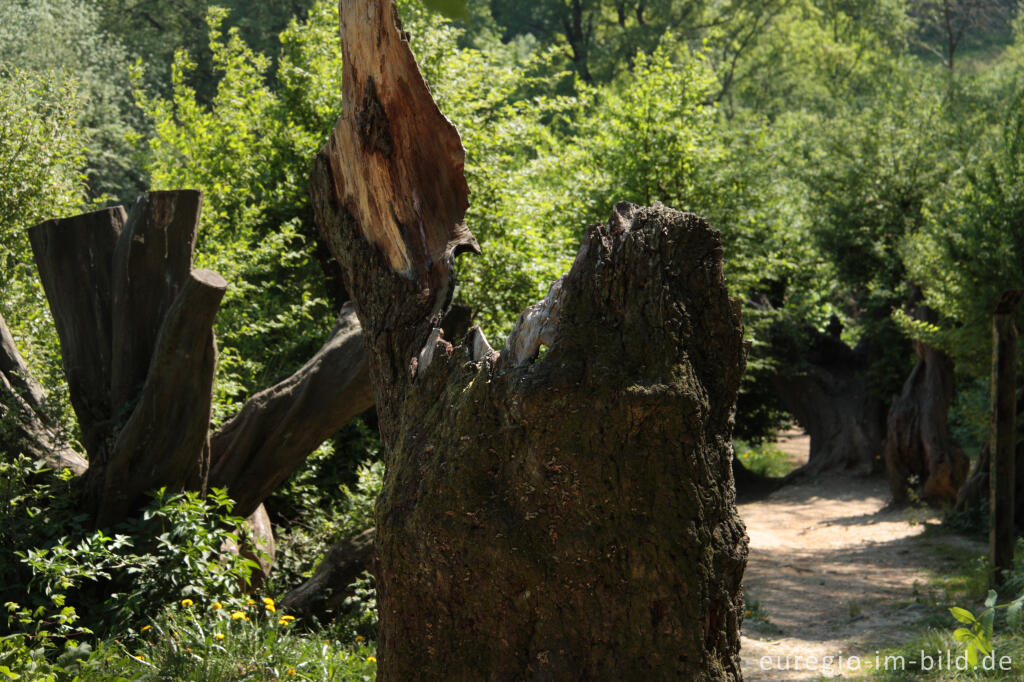 Detailansicht von Der "Alte Landgraben"