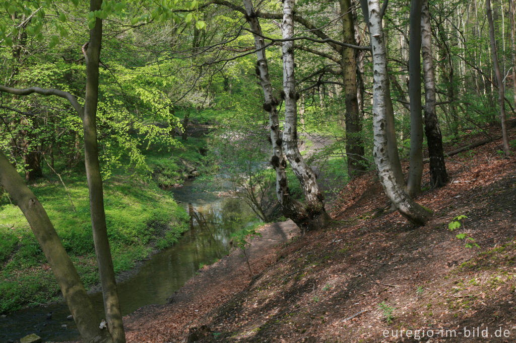 Detailansicht von Der Anstelerbeek (Amstelbach) im Hambos bei Kerkrade, NL