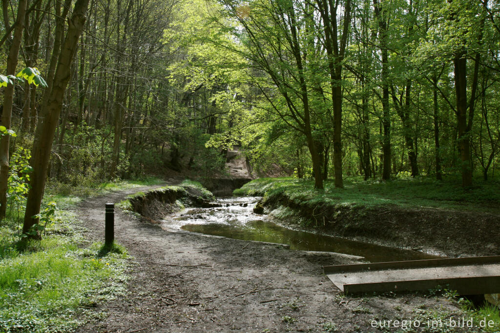 Detailansicht von Der Anstelerbeek (Amstelbach) im Hambos bei Kerkrade, NL