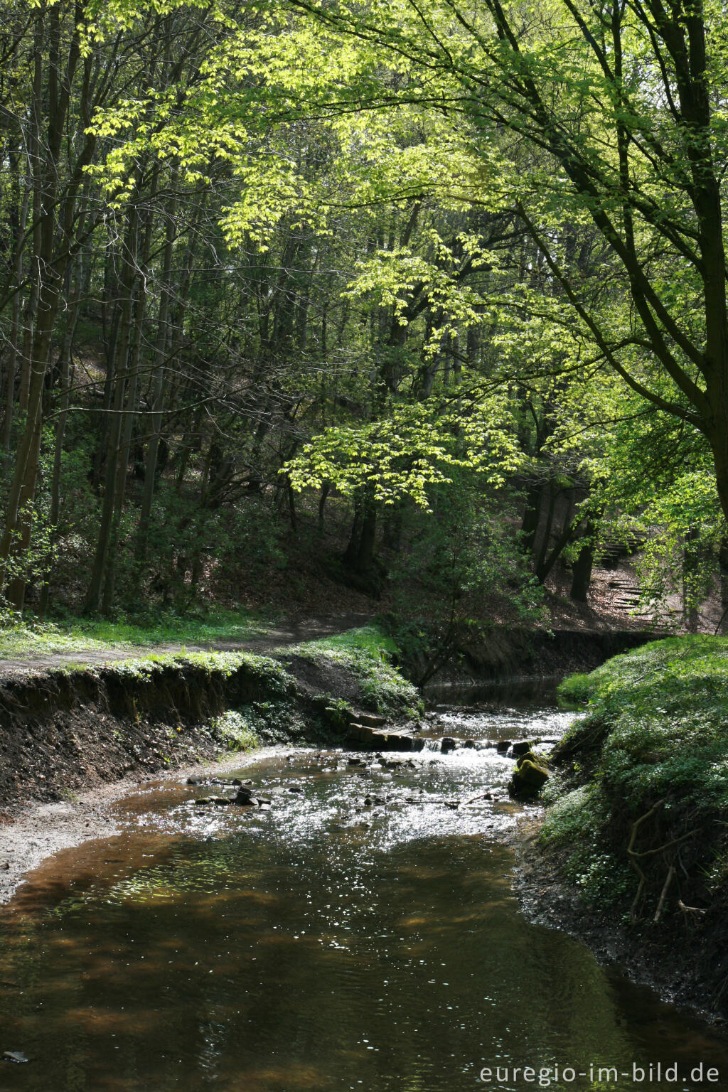 Der Anstelerbeek (Amstelbach) im Hambos bei Kerkrade, NL