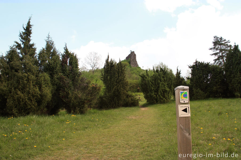 Detailansicht von Der Auberg  mit Wacholderhecke im Naturschutzgebiet Gerolsteiner Dolomiten