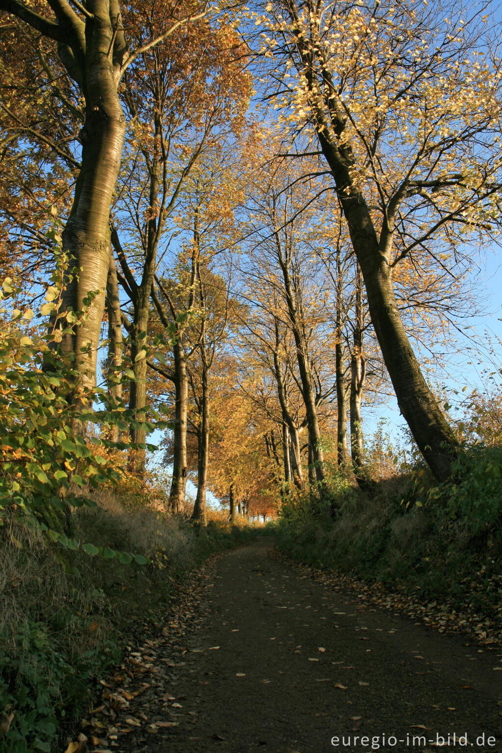 Detailansicht von Der Bergweg, ein alter Hohlweg bei Bocholtz