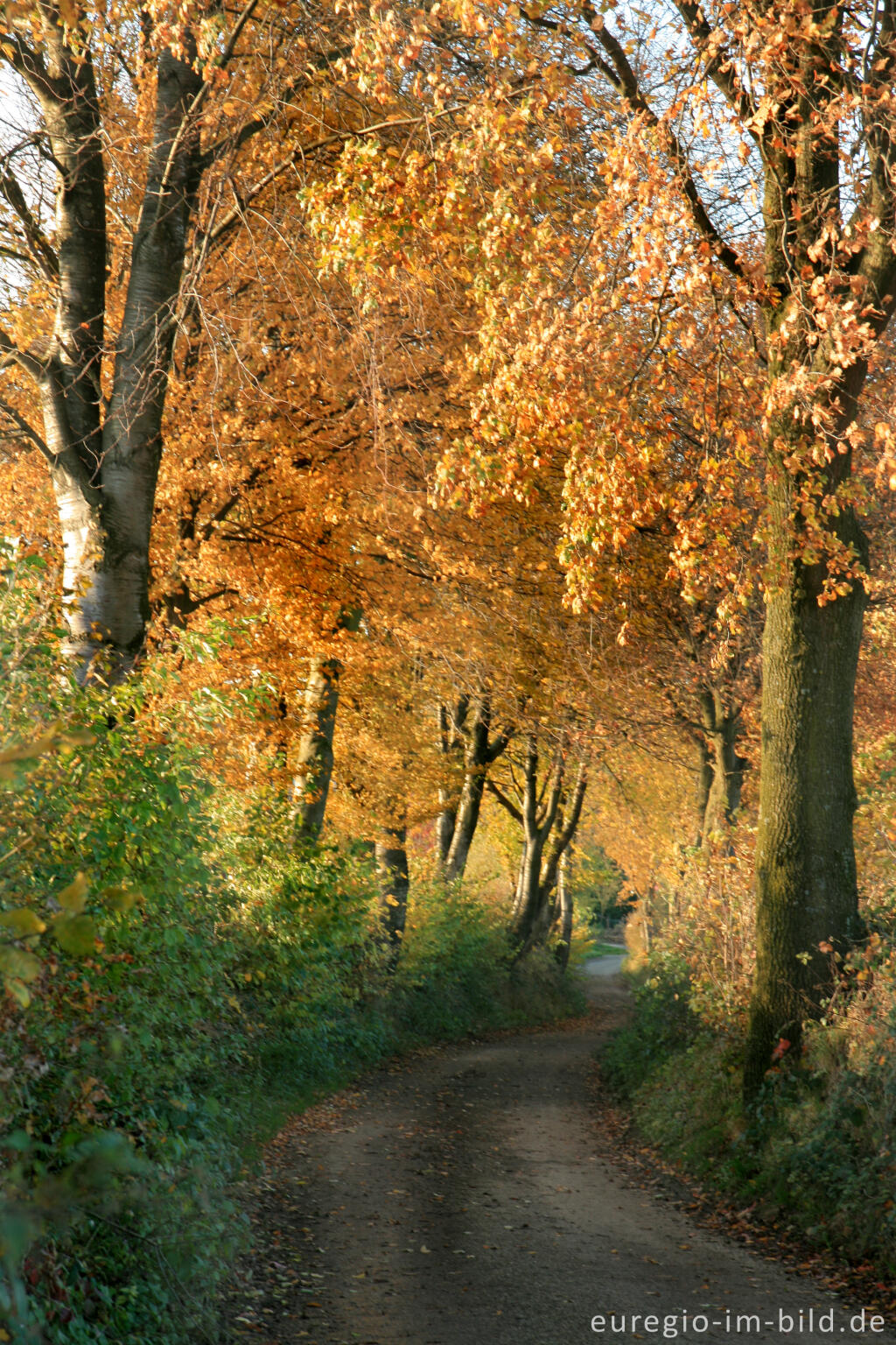 Detailansicht von Der Bergweg, ein alter Hohlweg bei Bocholtz