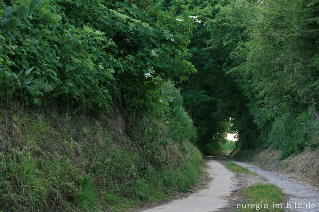 Detailansicht von Der Bocholtzer Weg, ein alter Hohlweg bei Horbach