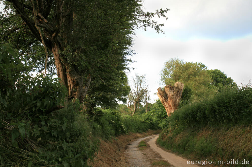 Detailansicht von Der Bocholtzer Weg, ein alter Hohlweg bei Horbach