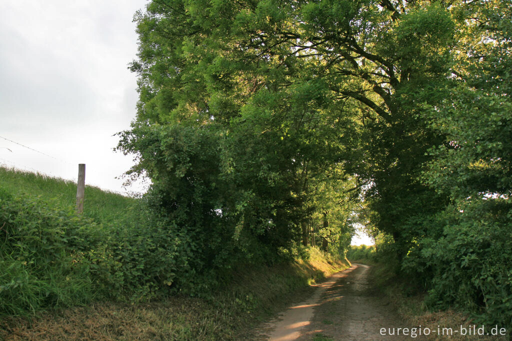 Der Bocholtzer Weg, ein alter Hohlweg bei Horbach