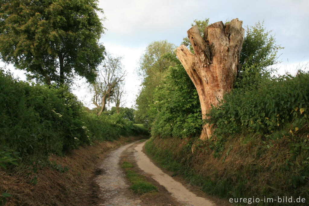 Der Bocholtzer Weg, ein alter Hohlweg bei Horbach