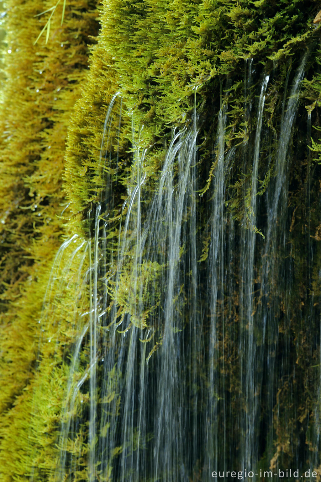 Detailansicht von Der DreimÃ¼hlen-Wasserfall in der Eifel bei Ãxheim AhÃ¼tte