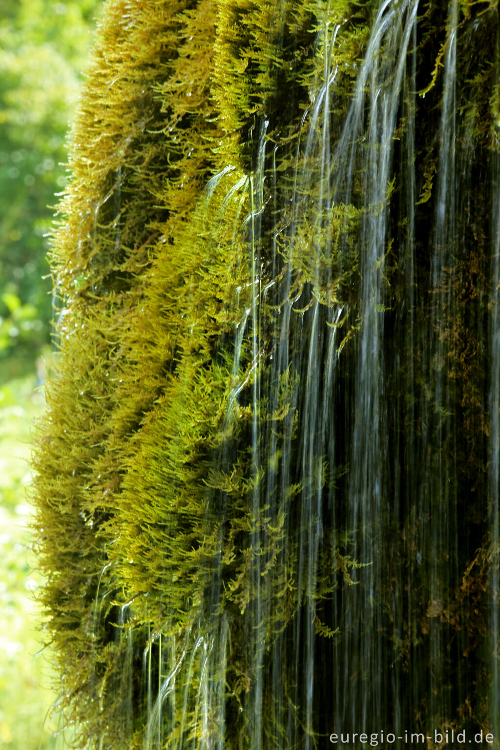 Detailansicht von Der DreimÃ¼hlen-Wasserfall in der Eifel bei Ãxheim AhÃ¼tte